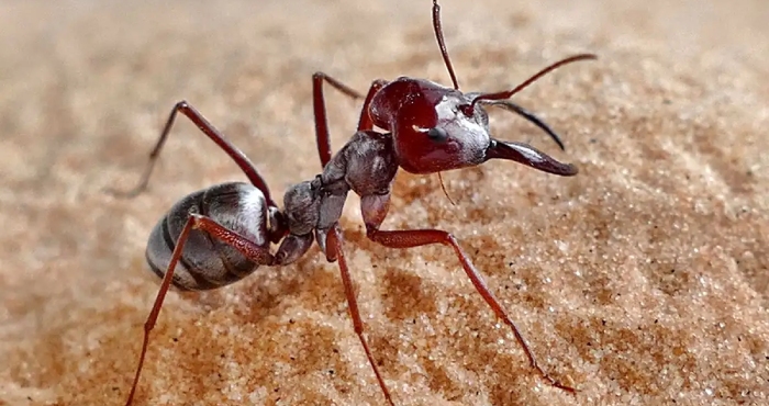 Using Modern Tracking Equipment, the Secret Foraging Life of Desert Ants Revealed